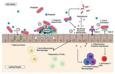 Current and future methods of probiotic therapy for necrotizing enterocolitis